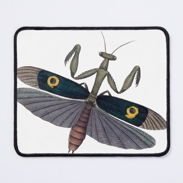 Item preview, Praying Mantis Wings Illustration, Mantodea, Entomology Illustration designed and sold by HawthorneFlame.