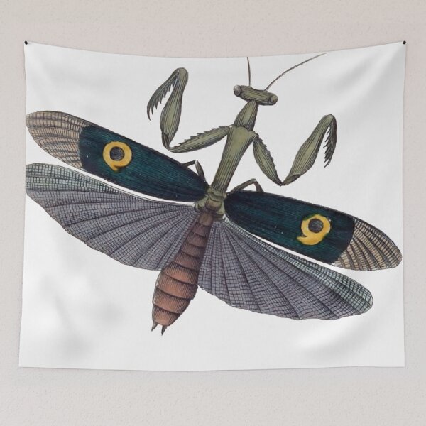 Item preview, Praying Mantis Wings Illustration, Mantodea, Entomology Illustration  designed and sold by HawthorneFlame.