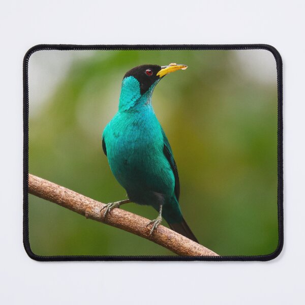 Item preview, Male Green Honeycreeper Alvaro Miranda Bird Photography designed and sold by Alvaro-Miranda.