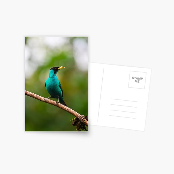 Item preview, Male Green Honeycreeper Alvaro Miranda Bird Photography designed and sold by Alvaro-Miranda.