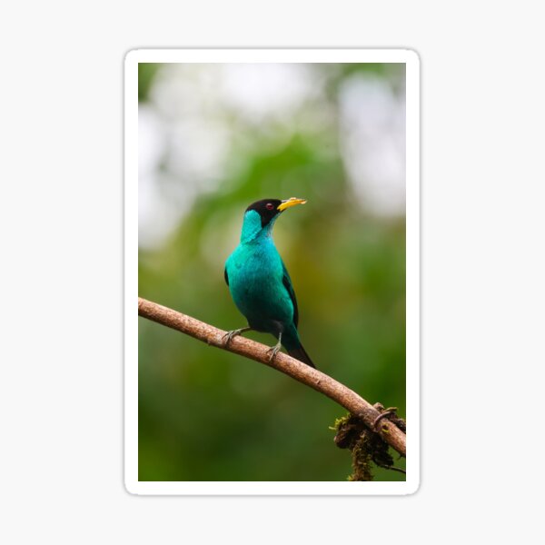 Male Green Honeycreeper Alvaro Miranda Bird Photography Sticker