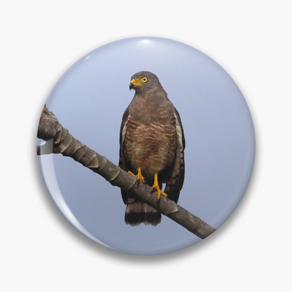 Item preview, Roadside Hawk Alvaro Miranda Bird Photography designed and sold by Alvaro-Miranda.