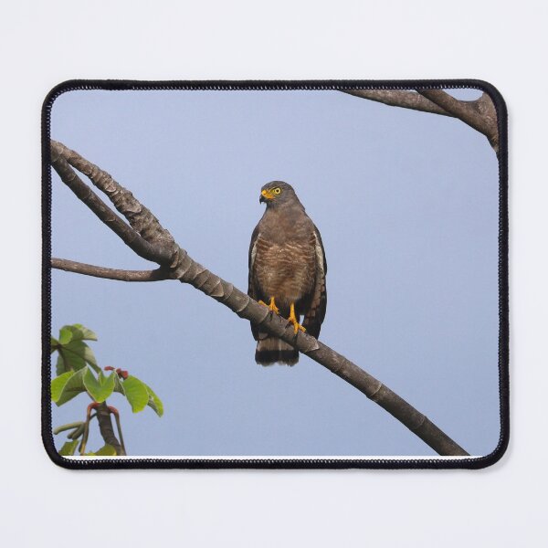 Item preview, Roadside Hawk Alvaro Miranda Bird Photography designed and sold by Alvaro-Miranda.