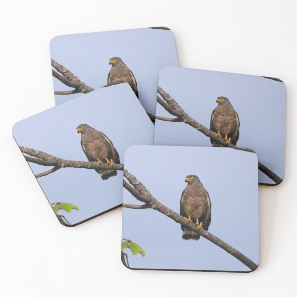Item preview, Roadside Hawk Alvaro Miranda Bird Photography designed and sold by Alvaro-Miranda.
