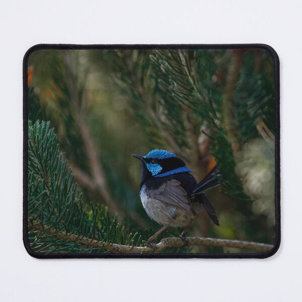 Item preview, Superb Fairywren in the Pines designed and sold by AvianAdventures.