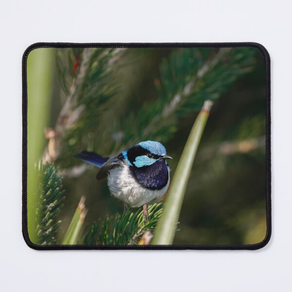 Item preview, Superb Fairywren Close-Up designed and sold by AvianAdventures.
