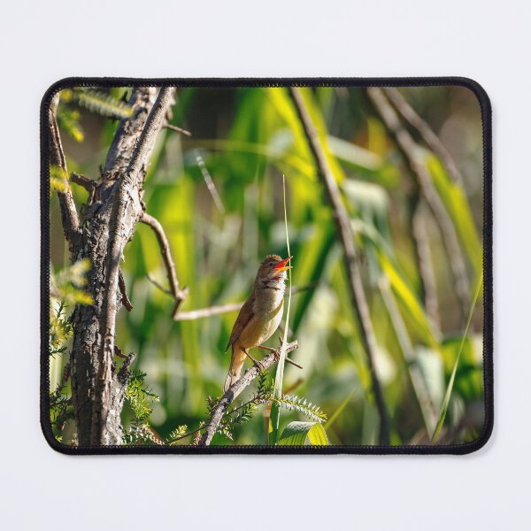 Item preview, Songbird Serenade designed and sold by AvianAdventures.