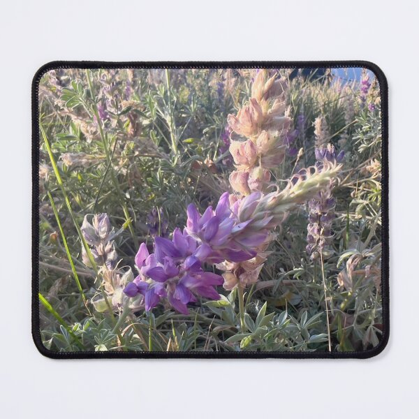 Item preview, Purple Lupine designed and sold by Betsy Phillips.