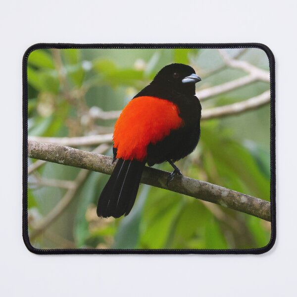 Item preview, Scarlet Rumped Tanager Boquete Panama Alvaro Miranda Bird Photography designed and sold by Alvaro-Miranda.
