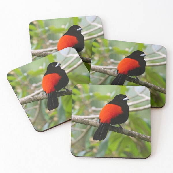 Item preview, Scarlet Rumped Tanager Boquete Panama Alvaro Miranda Bird Photography designed and sold by Alvaro-Miranda.