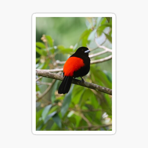 Scarlet Rumped Tanager Boquete Panama Alvaro Miranda Bird Photography Sticker