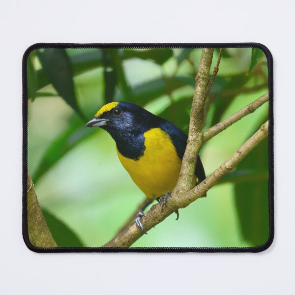 Item preview, Yellow Crowned Euphonia Boquete Panama Alvaro Miranda Bird Photography designed and sold by Alvaro-Miranda.