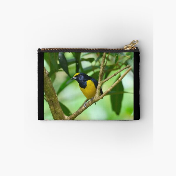 Artikelvorschau, Gelbkronen-Euphonie Boquete Panama Alvaro Miranda Vogelfotografie entworfen und verkauft von Alvaro-Miranda.