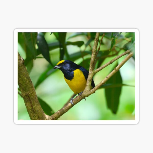Yellow Crowned Euphonia Boquete Panama Alvaro Miranda Bird Photography Sticker