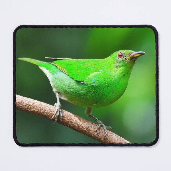 Item preview, Female Green Honeycreeper Alvaro Miranda Bird Photography designed and sold by Alvaro-Miranda.