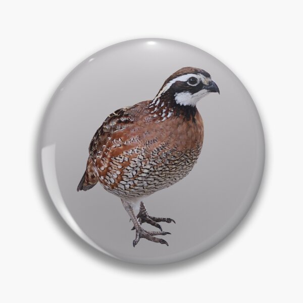 Item preview, Cheerful Bob White Quail designed and sold by EstelleCress.