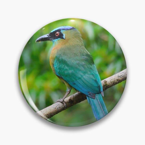 Item preview, Blue Crowned Motmot Boquete Panama Alvaro Miranda Bird Photography designed and sold by Alvaro-Miranda.