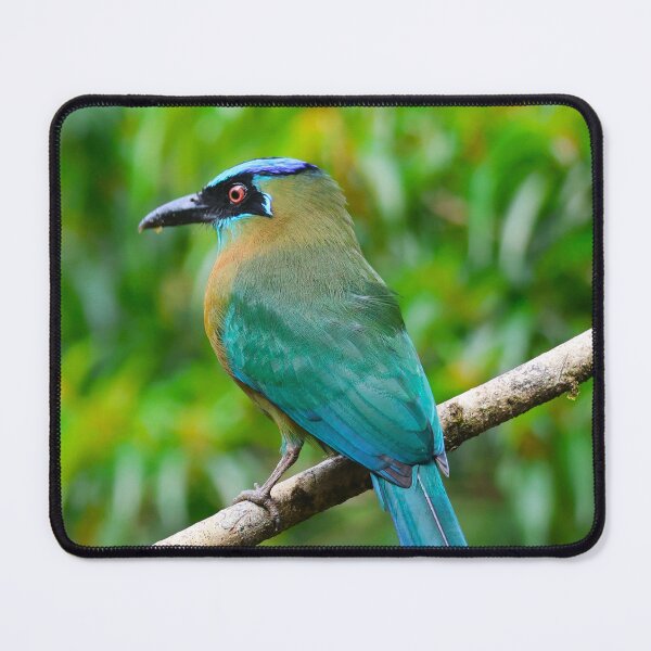Item preview, Blue Crowned Motmot Boquete Panama Alvaro Miranda Bird Photography designed and sold by Alvaro-Miranda.