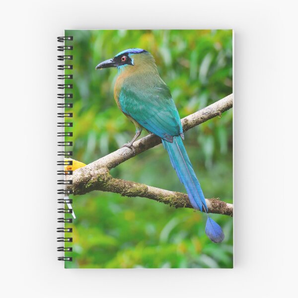 Item preview, Blue Crowned Motmot Boquete Panama Alvaro Miranda Bird Photography designed and sold by Alvaro-Miranda.