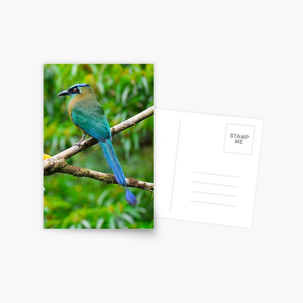 Item preview, Blue Crowned Motmot Boquete Panama Alvaro Miranda Bird Photography designed and sold by Alvaro-Miranda.