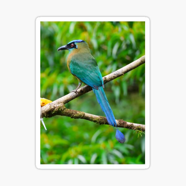 Blue Crowned Motmot Boquete Panama Alvaro Miranda Bird Photography Sticker