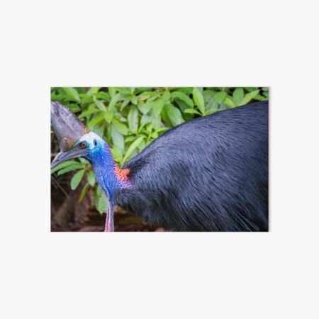 Far Art Board Prints Redbubble - feather family cassowary roblox