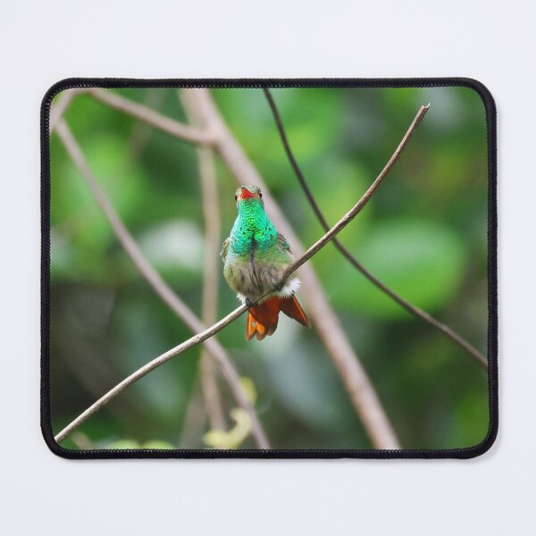 Item preview, Rufous Tailed Hummingbird Alvaro Miranda Bird Photography designed and sold by Alvaro-Miranda.