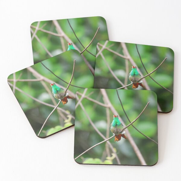 Item preview, Rufous Tailed Hummingbird Alvaro Miranda Bird Photography designed and sold by Alvaro-Miranda.