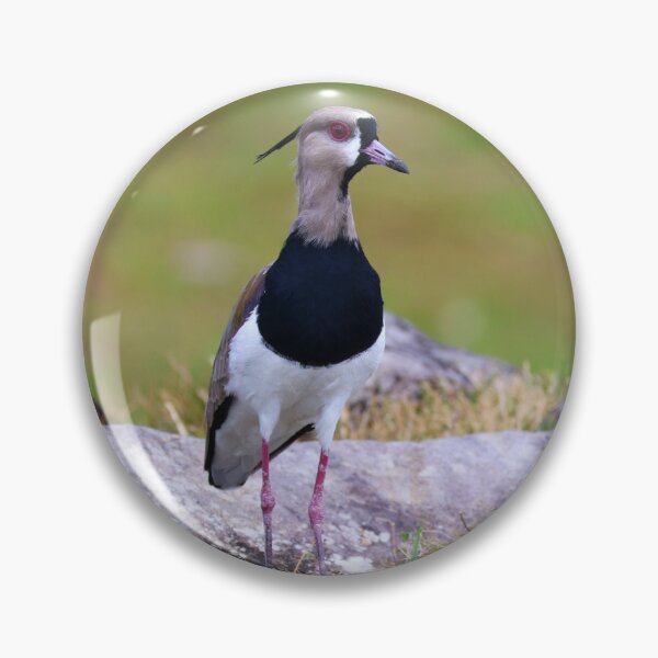 Item preview, Southern Lapwing Boquete Panama Alvaro Miranda Bird Photography designed and sold by Alvaro-Miranda.