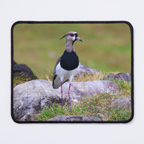 Item preview, Southern Lapwing Boquete Panama Alvaro Miranda Bird Photography designed and sold by Alvaro-Miranda.