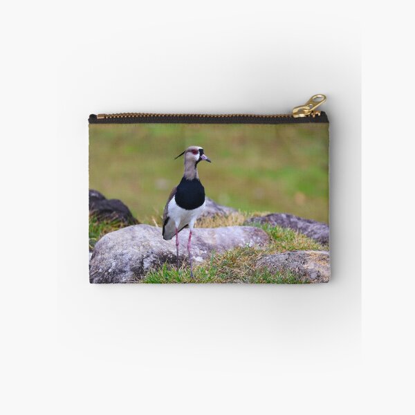 Item preview, Southern Lapwing Boquete Panama Alvaro Miranda Bird Photography designed and sold by Alvaro-Miranda.