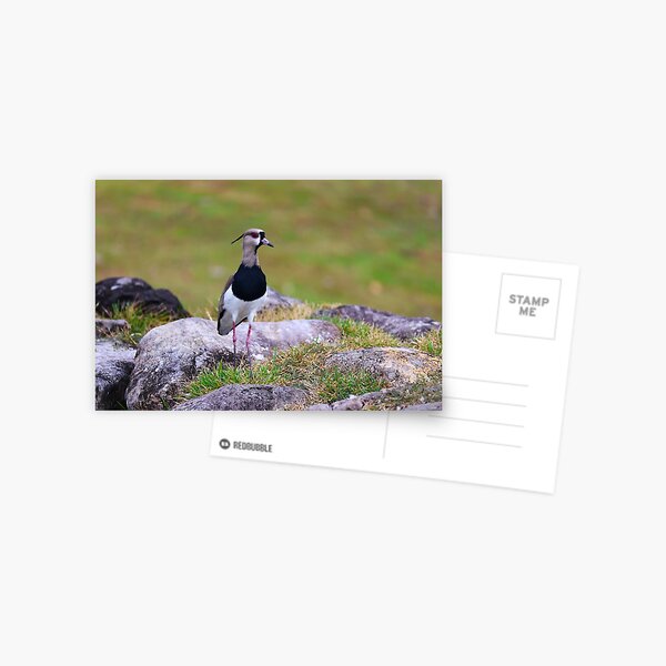 Item preview, Southern Lapwing Boquete Panama Alvaro Miranda Bird Photography designed and sold by Alvaro-Miranda.