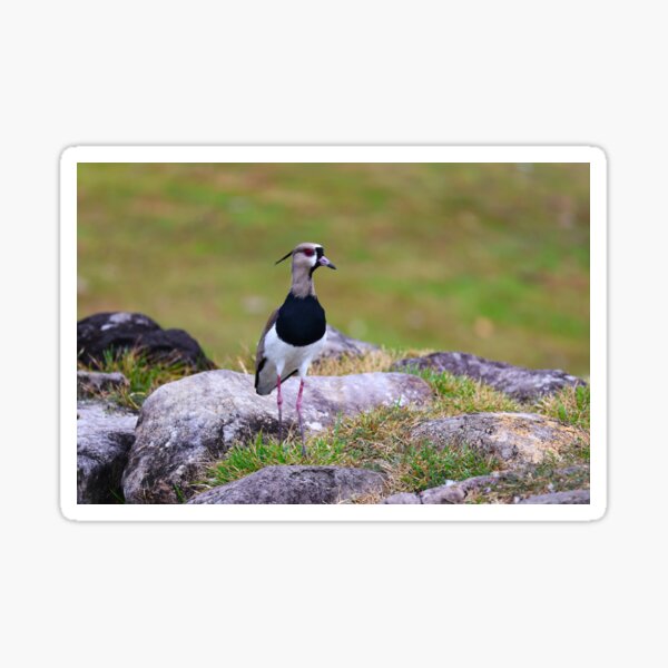 Southern Lapwing Boquete Panama Alvaro Miranda Bird Photography Sticker