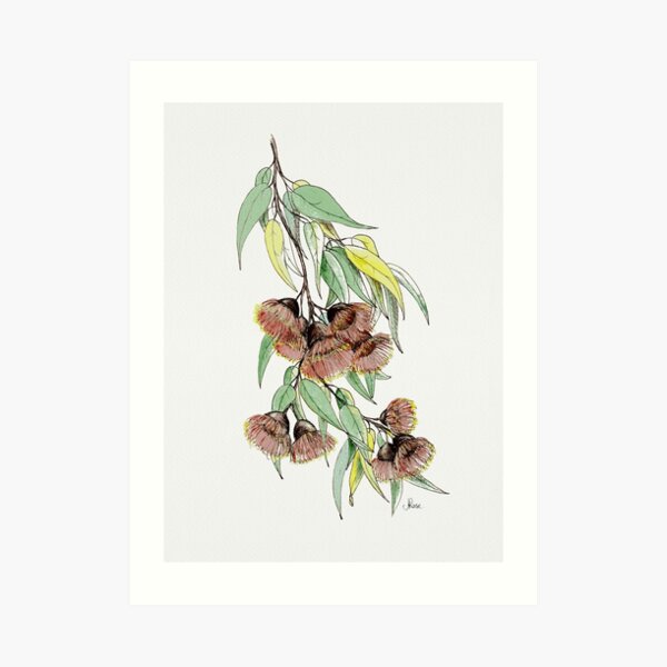Red Flowering Gum Art Print