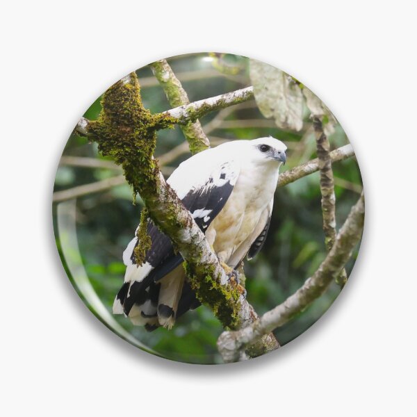 Item preview, Panama White Hawk Alvaro Miranda Bird Photography designed and sold by Alvaro-Miranda.