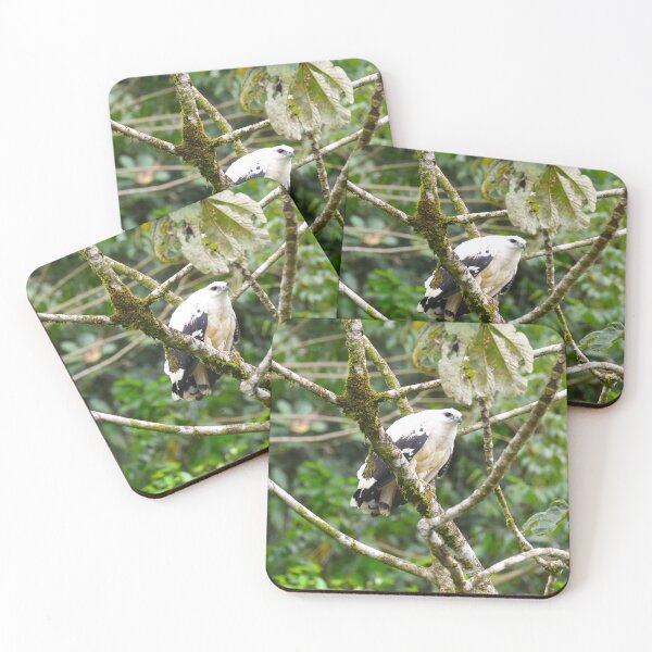 Item preview, Panama White Hawk Alvaro Miranda Bird Photography designed and sold by Alvaro-Miranda.