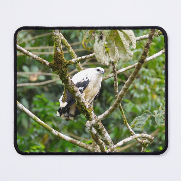 Item preview, Panama White Hawk Alvaro Miranda Bird Photography designed and sold by Alvaro-Miranda.