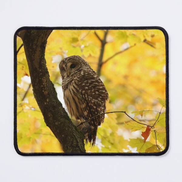 Item preview, Barred owl in autumn designed and sold by locustgirl.