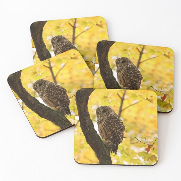 Item preview, Barred owl in autumn designed and sold by locustgirl.