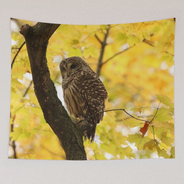 Item preview, Barred owl in autumn designed and sold by locustgirl.