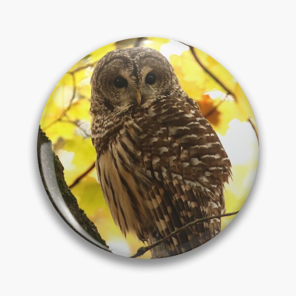 Item preview, Autumn barred owl designed and sold by locustgirl.