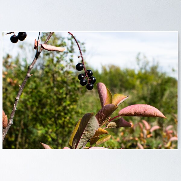 Item preview, Plants in the fall designed and sold by CanadianWild418.