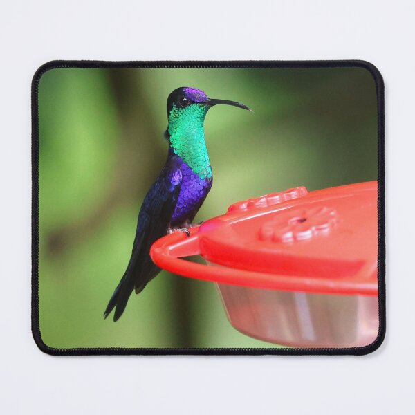Item preview, Crowned Wood Nymph Hummingbird Alvaro Miranda Bird Photography designed and sold by Alvaro-Miranda.