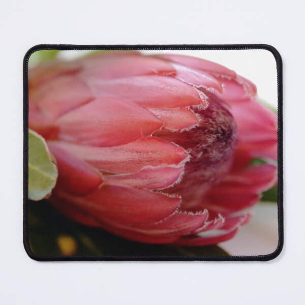 Item preview, Beauty of the Protea designed and sold by imaginethis.