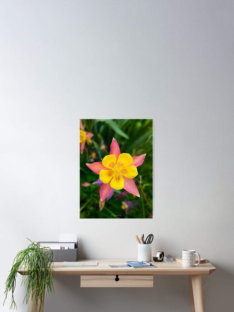 Thumbnail 2 of 3, Poster, Columbine Flower designed and sold by RocDrAdventures.