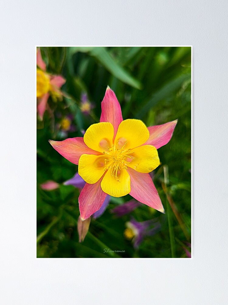 Thumbnail 1 of 3, Poster, Columbine Flower designed and sold by RocDrAdventures.