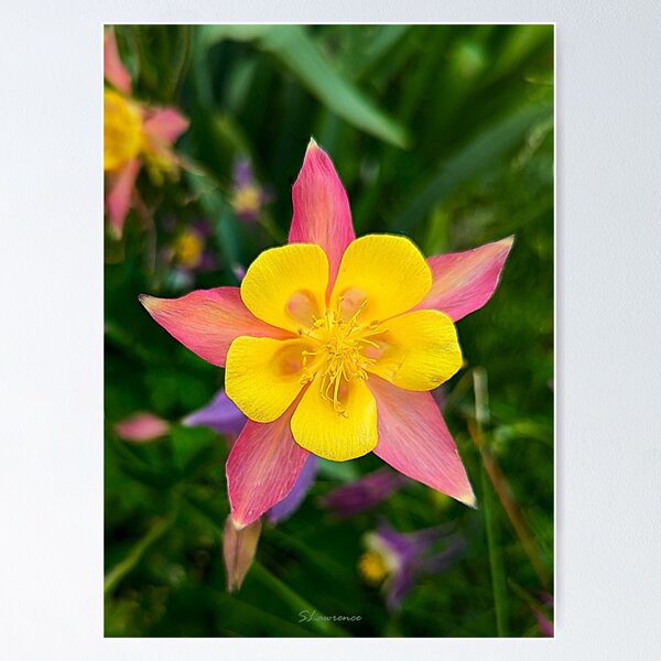 Item preview, Columbine Flower designed and sold by RocDrAdventures.