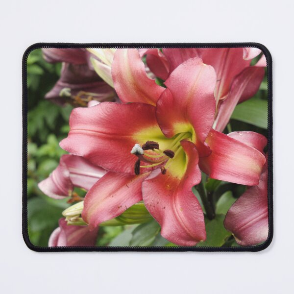 Item preview, Lily Display designed and sold by jalfc46.