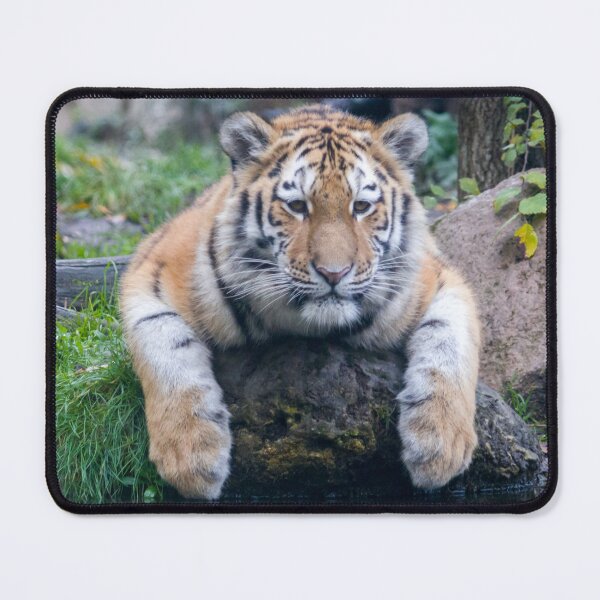 Item preview,  panoramic,panoramic wall art, panoramic canvas Tapestries,Tapestry,throw blankets,comforters,tiger,animal, animals,tiger wall art,tiger artwork,tigers,wild,tiger art,tiger painting, designed and sold by eyesight4vision.