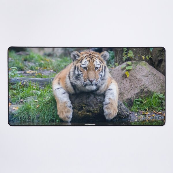 Item preview,  panoramic,panoramic wall art, panoramic canvas Tapestries,Tapestry,throw blankets,comforters,tiger,animal, animals,tiger wall art,tiger artwork,tigers,wild,tiger art,tiger painting, designed and sold by eyesight4vision.